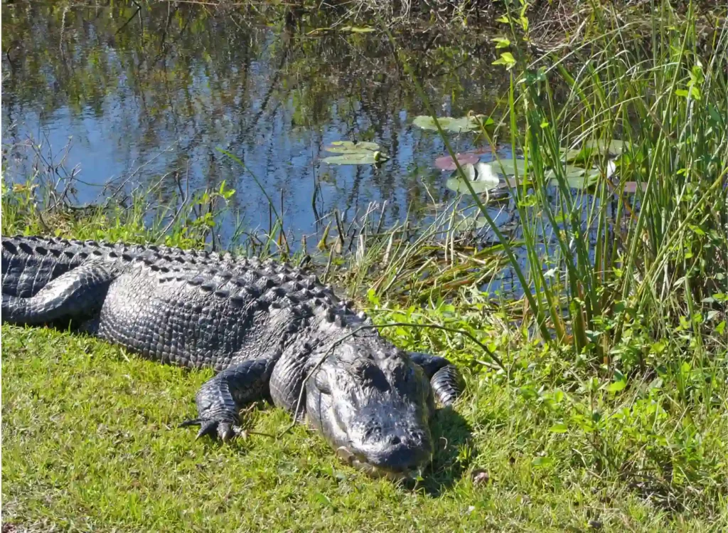 Everglades National Park- Boca Raton vs Naples