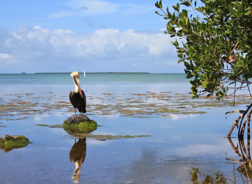 Birdwatching in Everglades