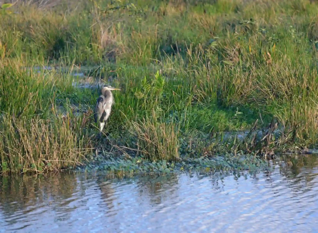 Great Blue Heron at Wakodahatchee Wetlands