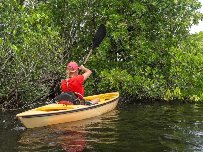 Kayaking through Mangrove forests in Key Largo