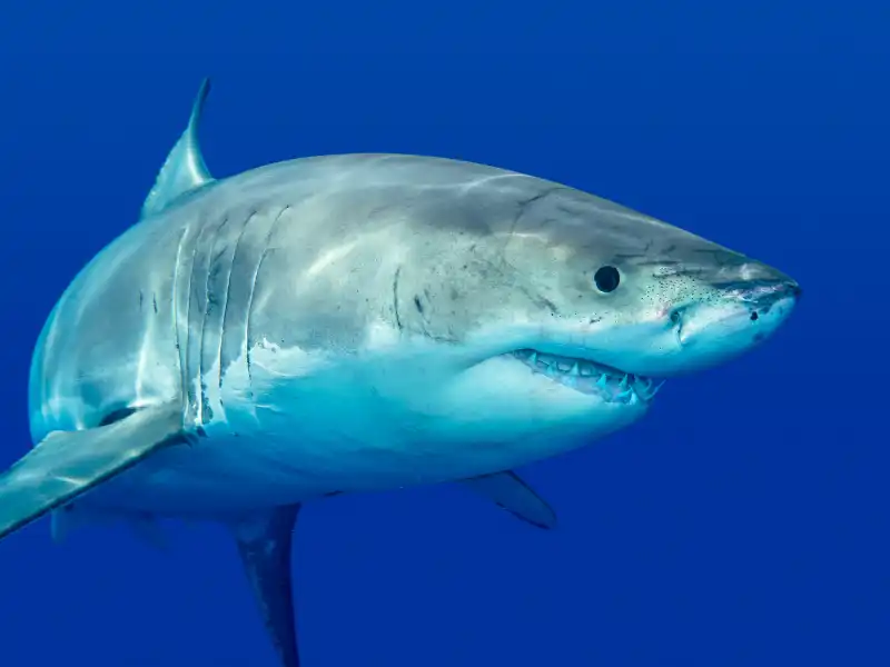 Are there Great White Sharks in New Smyrna Beach?