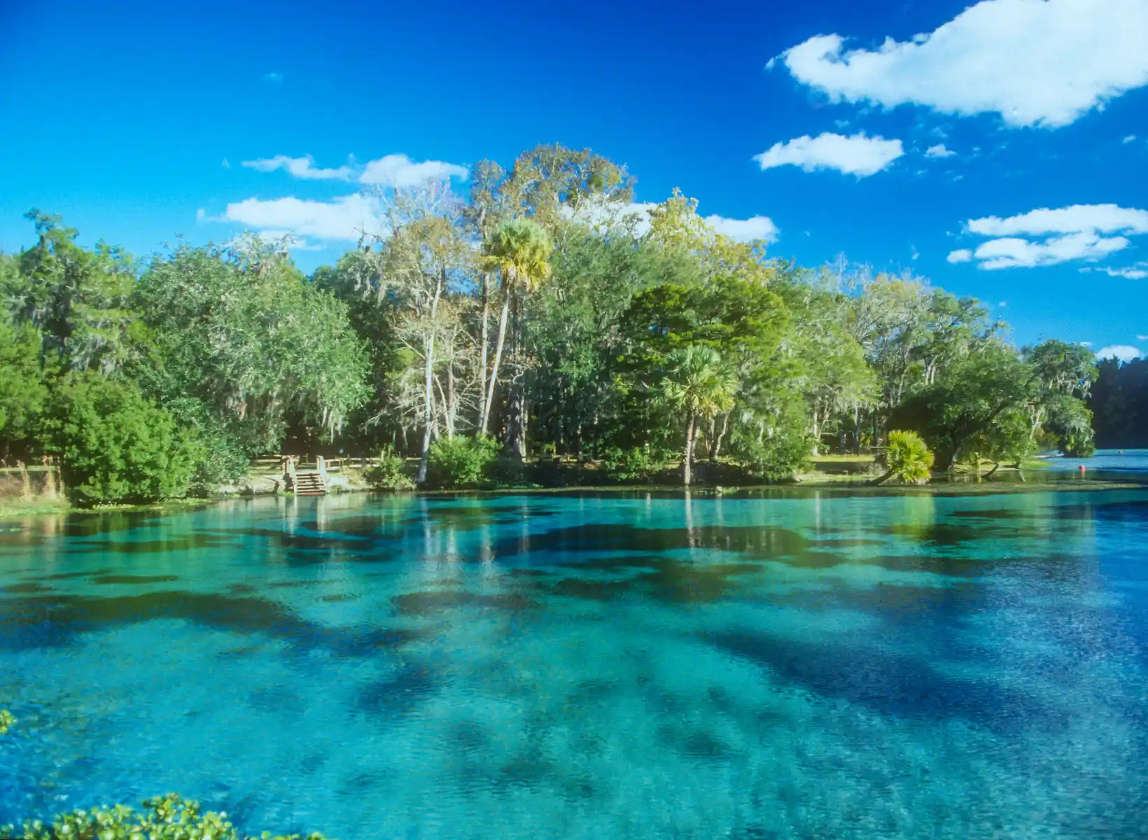 Best Dog Friendly Natural Springs in Florida