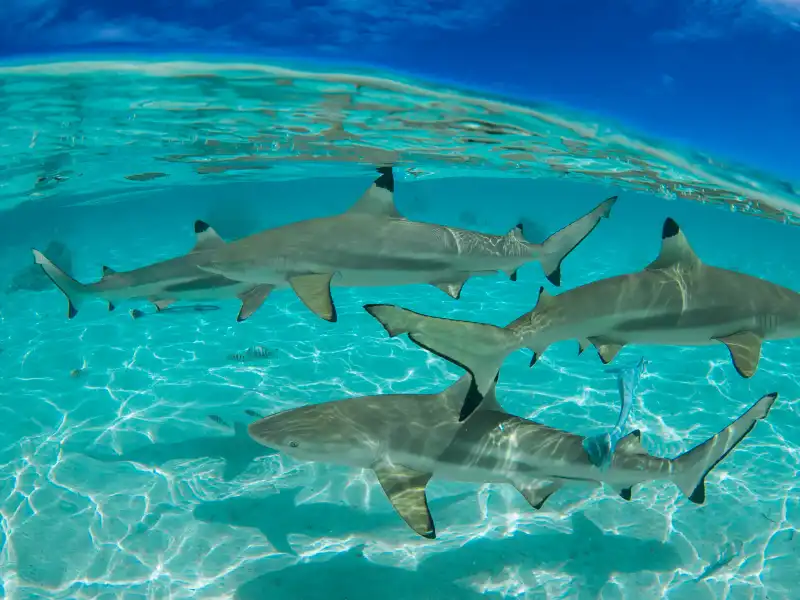 New Smyrna Beach Shark attacks in 2022
