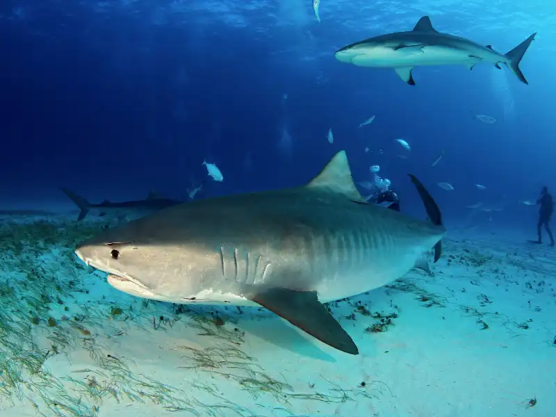 Safety Tips to Avoid Shark Attacks in New Smyrna beach