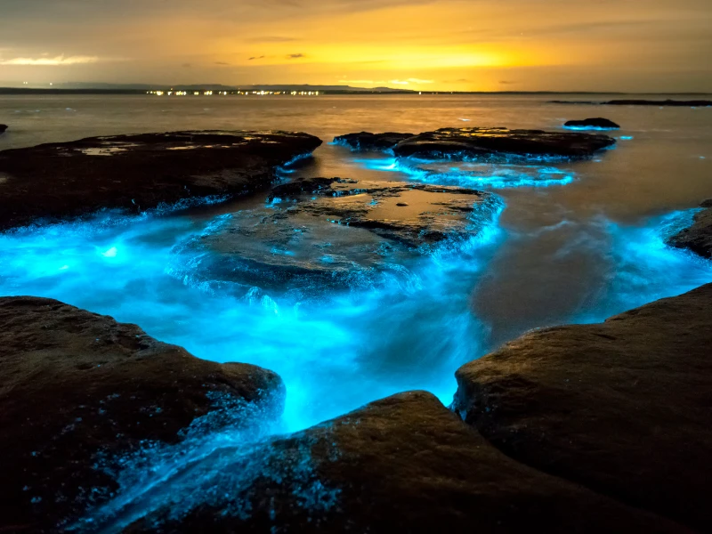 Banana River bioluminescence