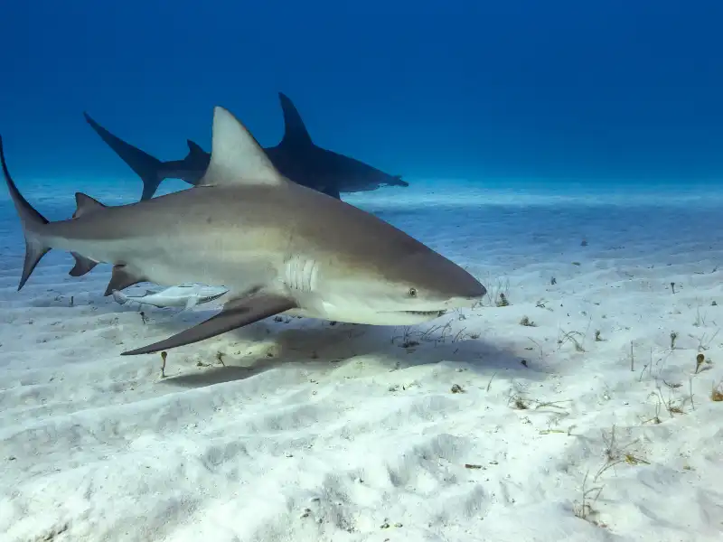Clearwater Beach Shark Attack Statistics