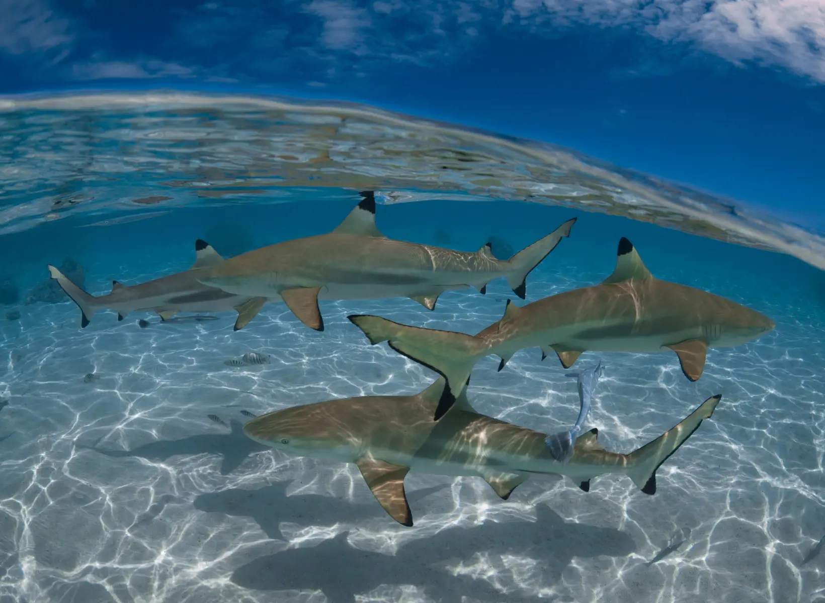 Sharks in Siesta Key