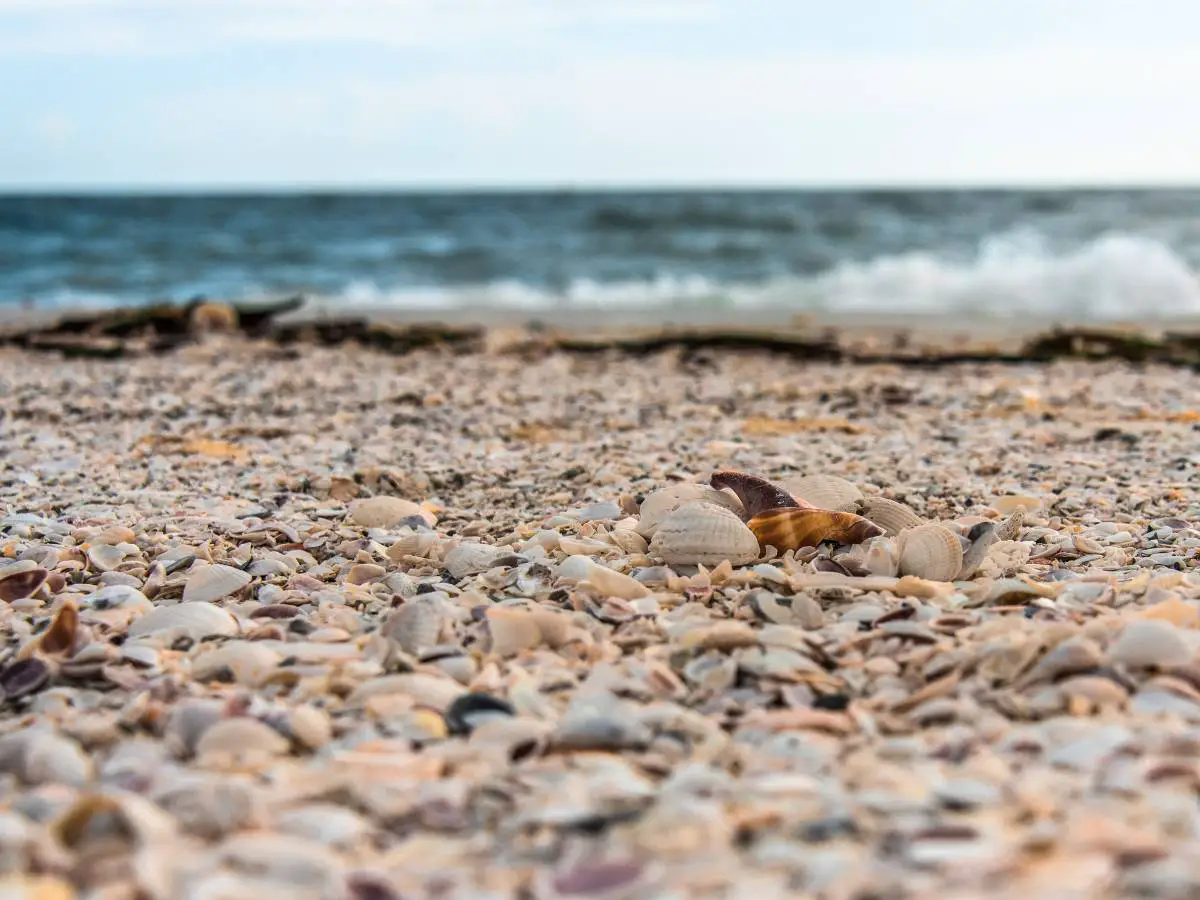 Best Shelling Beaches Near Tampa